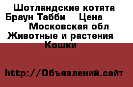  Шотландские котята Браун Табби  › Цена ­ 8 000 - Московская обл. Животные и растения » Кошки   